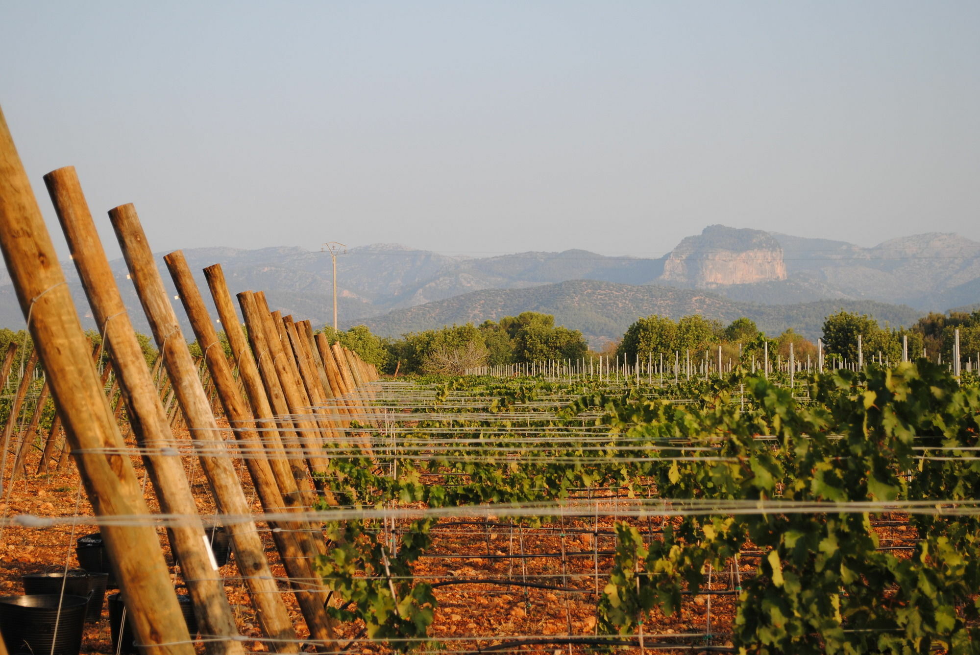 Weingut & Landhotel Can Davero 比尼萨勒姆 外观 照片