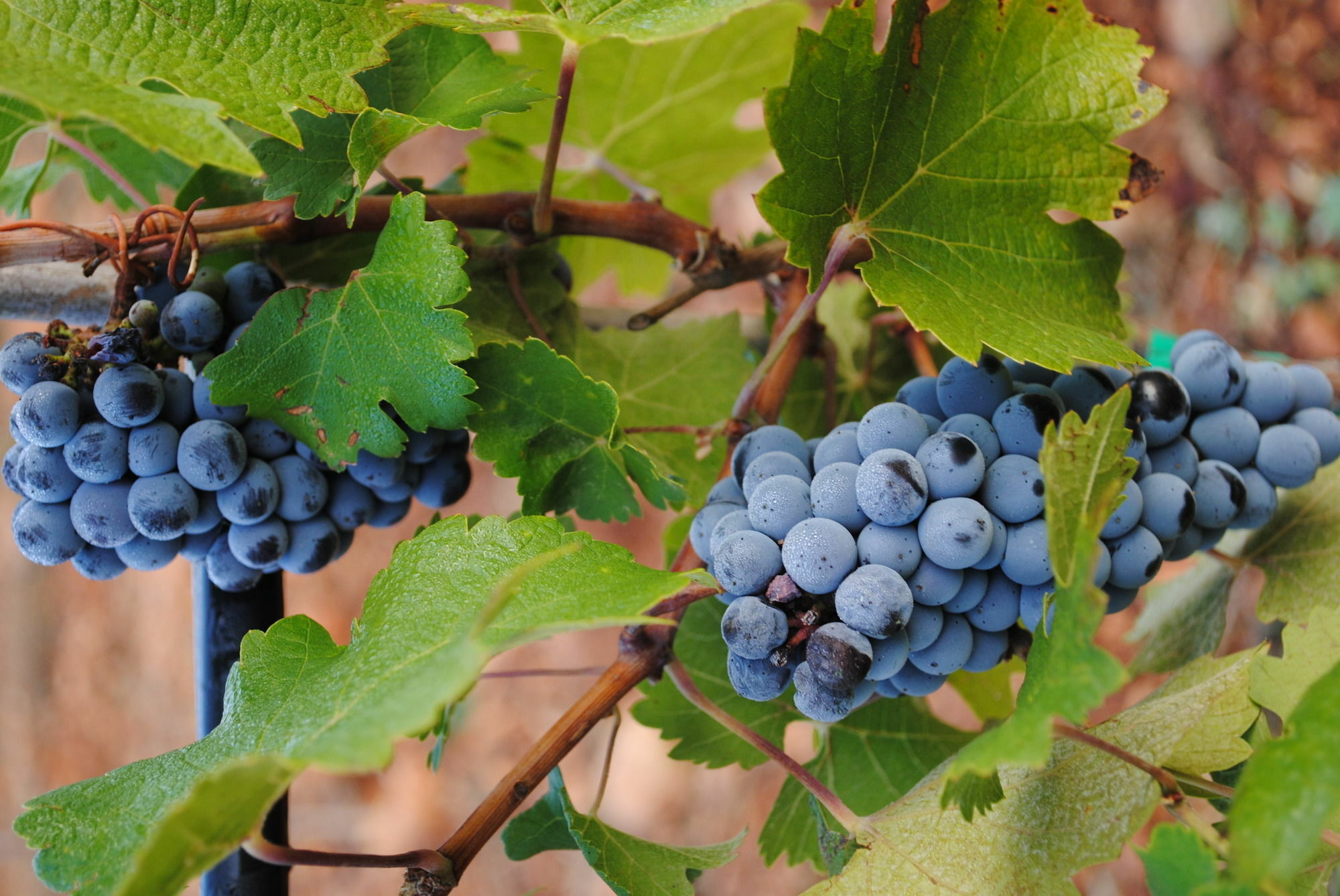 Weingut & Landhotel Can Davero 比尼萨勒姆 外观 照片