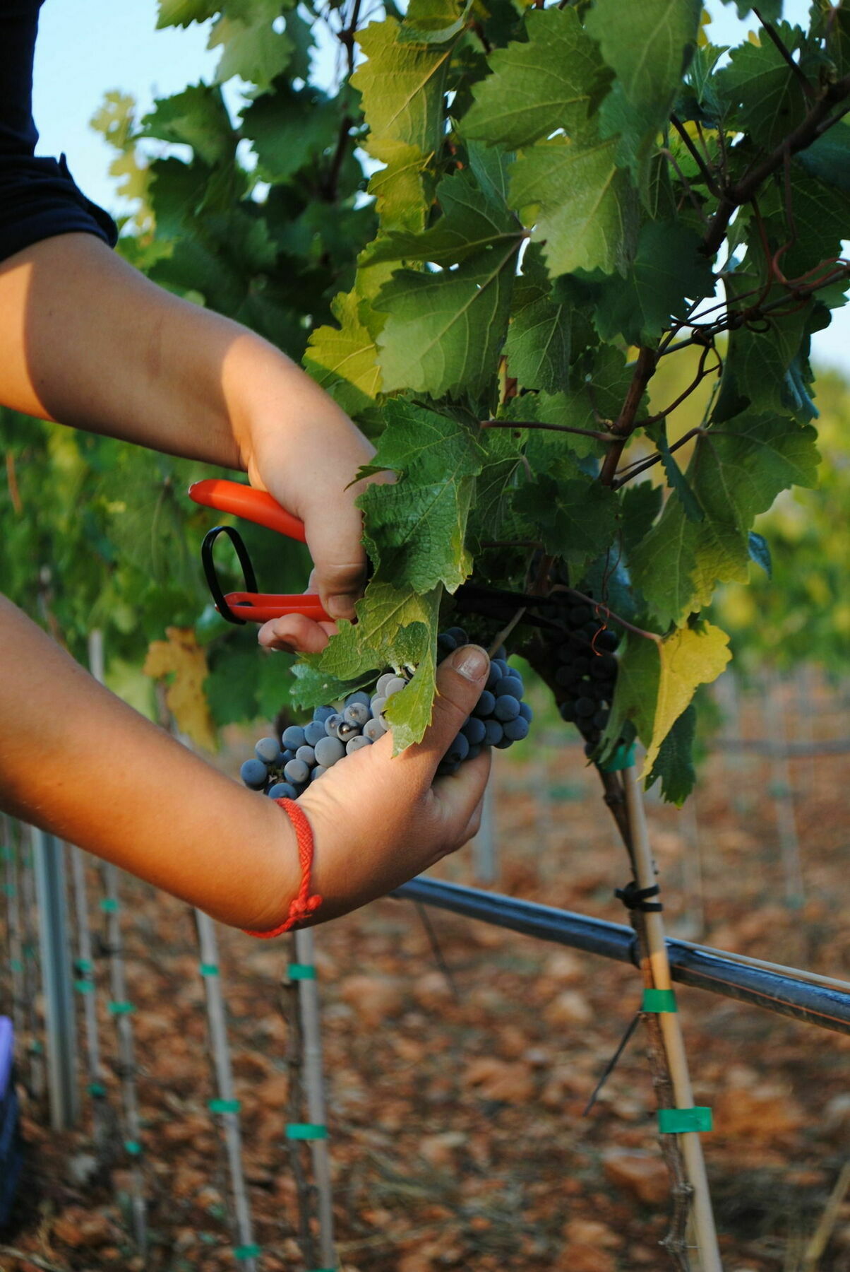 Weingut & Landhotel Can Davero 比尼萨勒姆 外观 照片