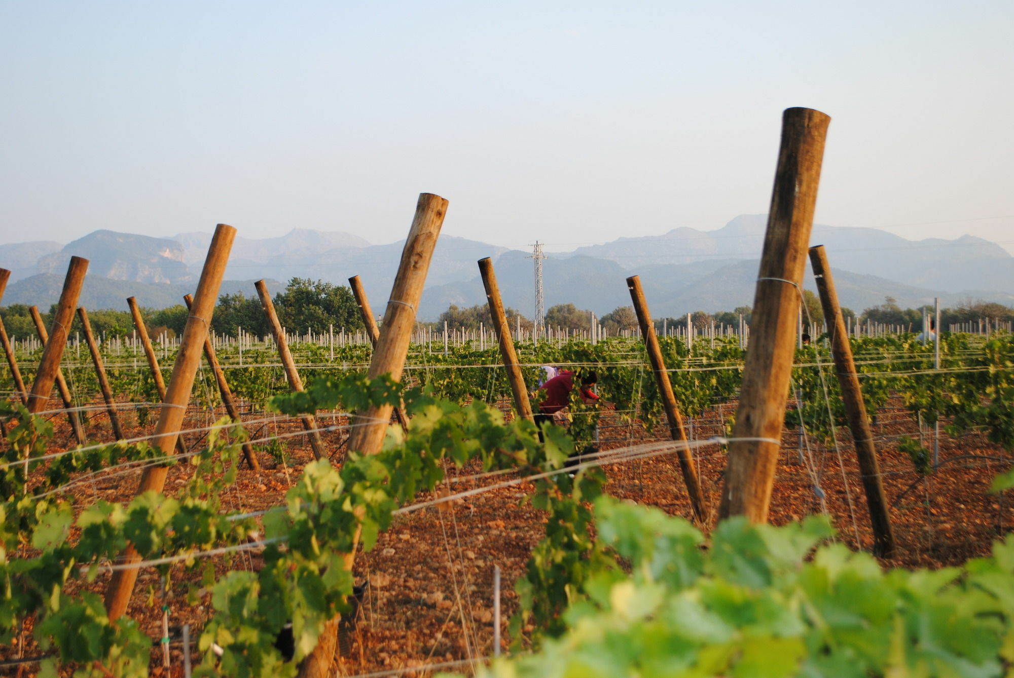 Weingut & Landhotel Can Davero 比尼萨勒姆 外观 照片